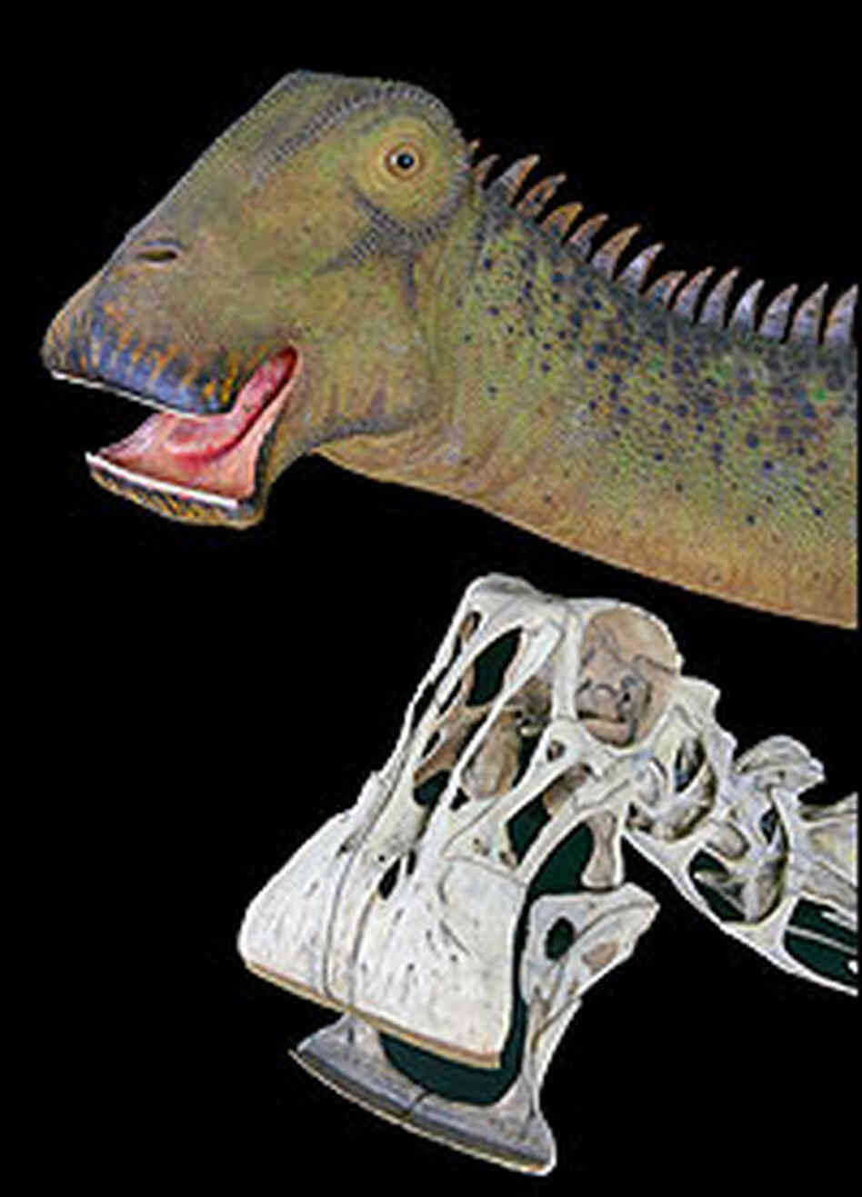 Skeleton and recreation of Nigersaurus taqueti