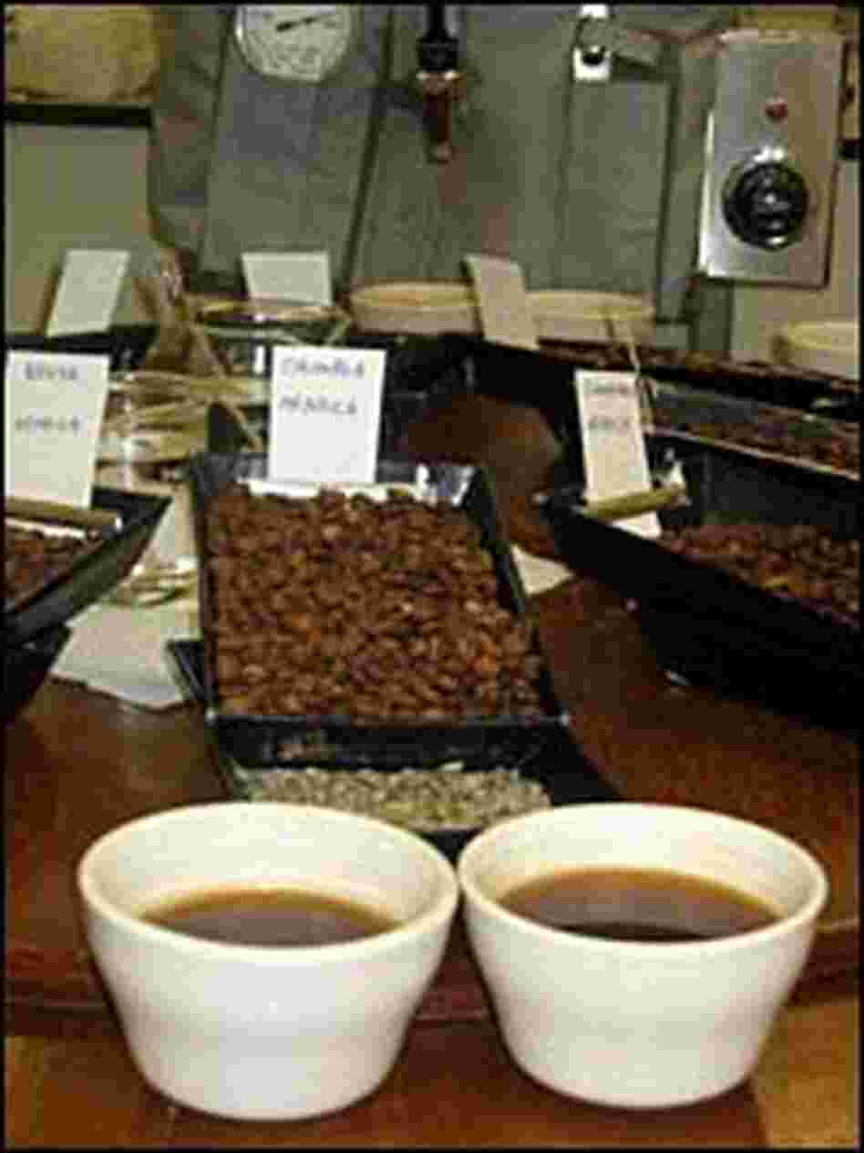 Coffee beans presented on the sampling table Coffee beans presented on the sampling table
