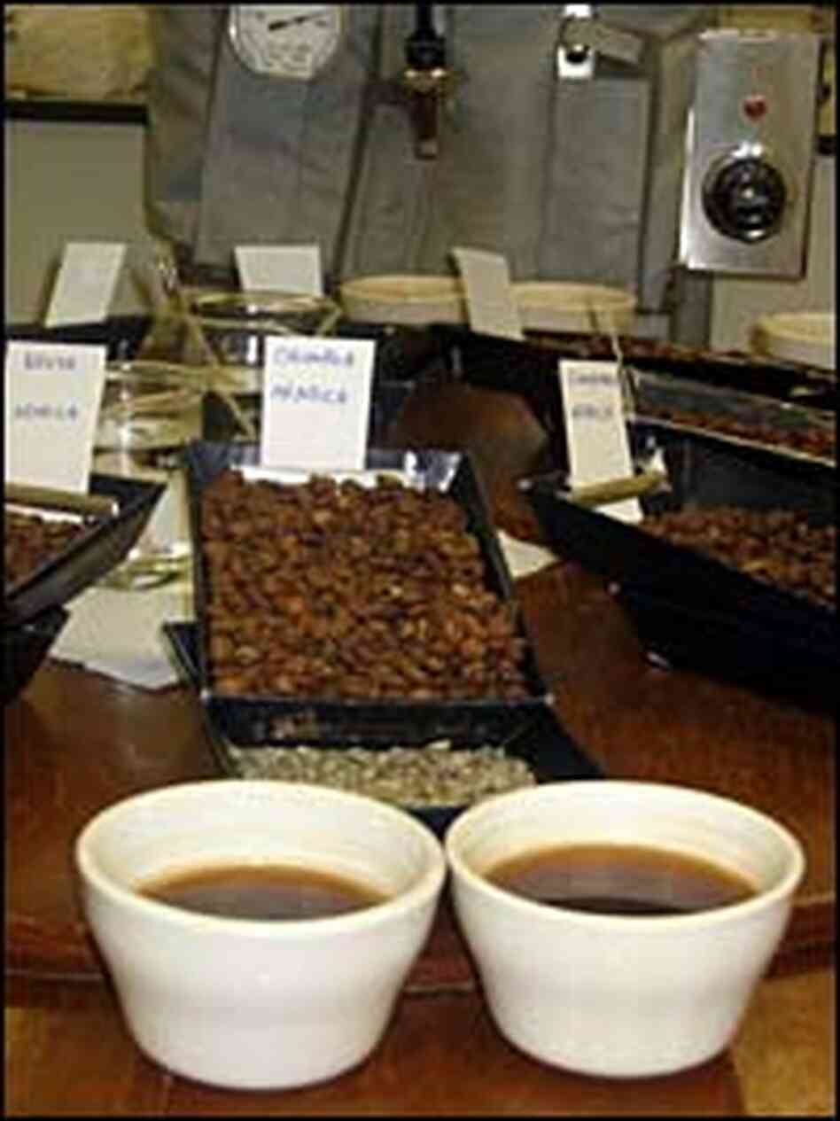 Coffee beans presented on the sampling table Coffee beans presented on the sampling table