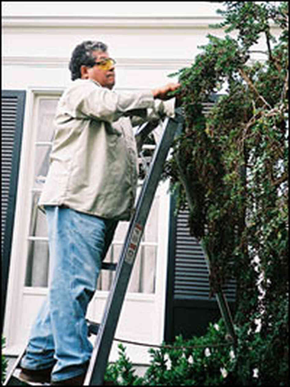 Catalino Tapia trims a tree at a client's home.
