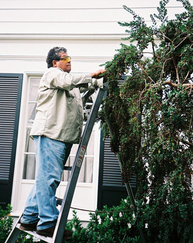 Catalino Tapia trims a tree at a client's home.