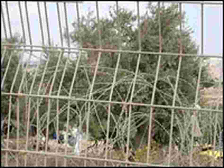 Olive trees are seen through barb wire,