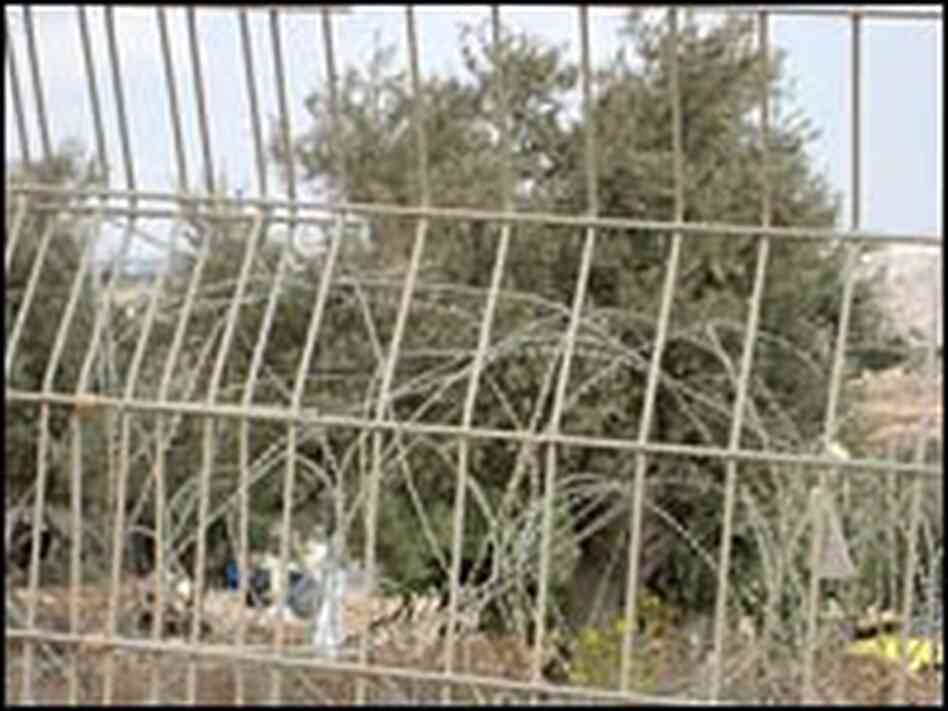 Olive trees are seen through barb wire,
