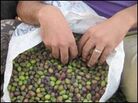Olive sack Olive sack