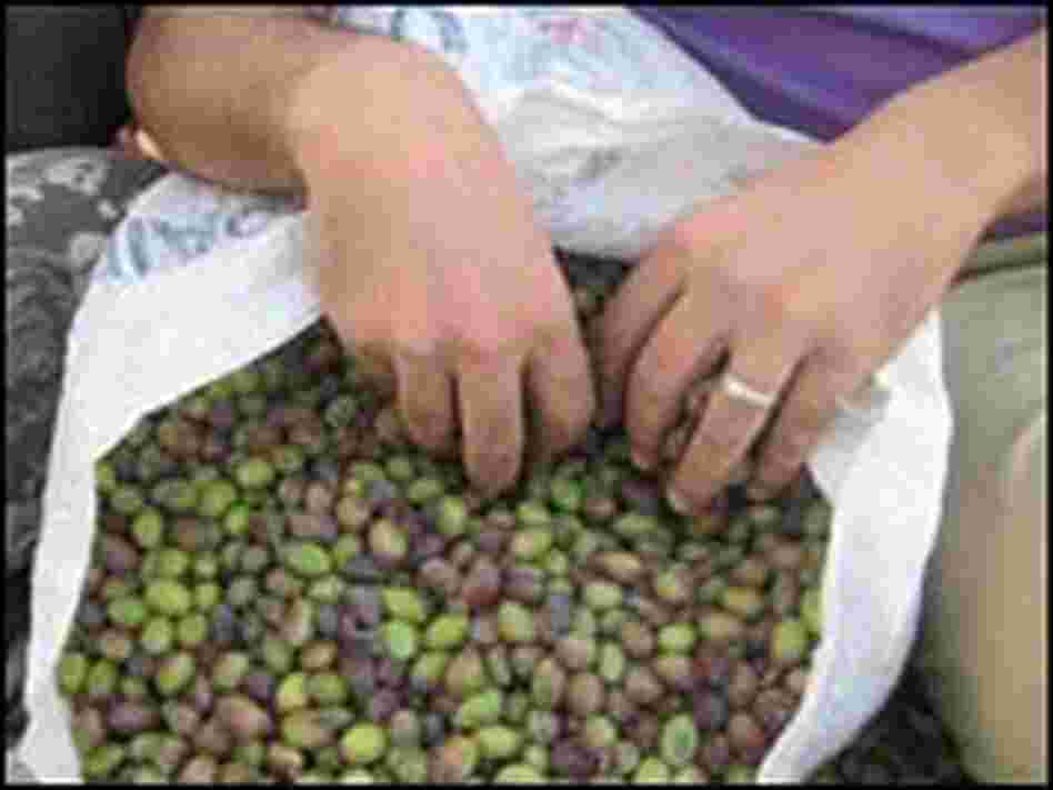 Olive sack