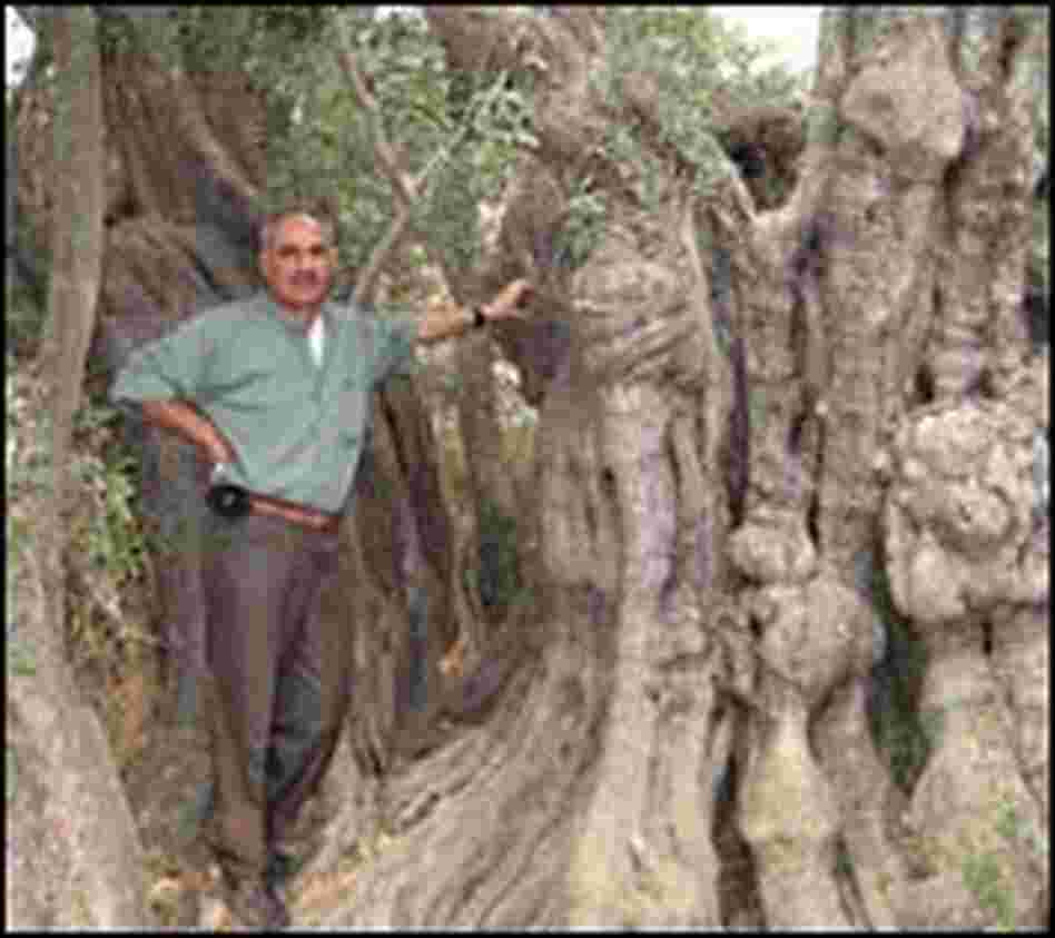 Yousef Sharkawi stands near one of the oldest olive trees in the Mediterranean region.