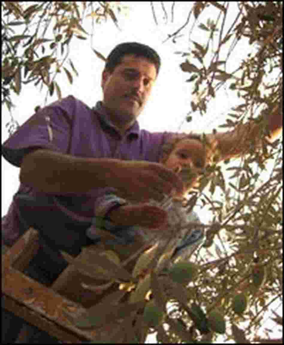 Raslan Yasin harvests olives with his son.