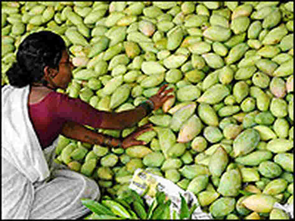 An Indian farmer sorts through mangoes at a wholesale fruit market in Hyderabad. An Indian farmer sorts through mangoes at a wholesale fruit market in Hyderabad.