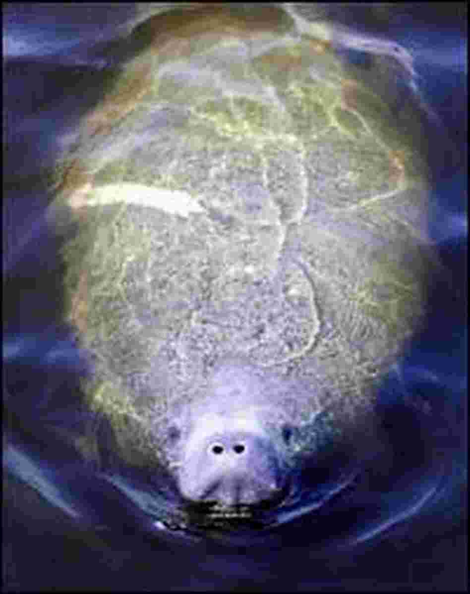 A Manatee surfaces for air in a canal in Miami. A Manatee surfaces for air in a canal in Miami.