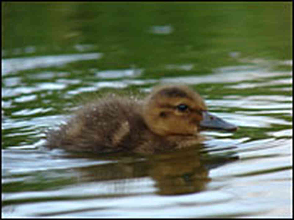 A baby Laysan duck A baby Laysan duck
