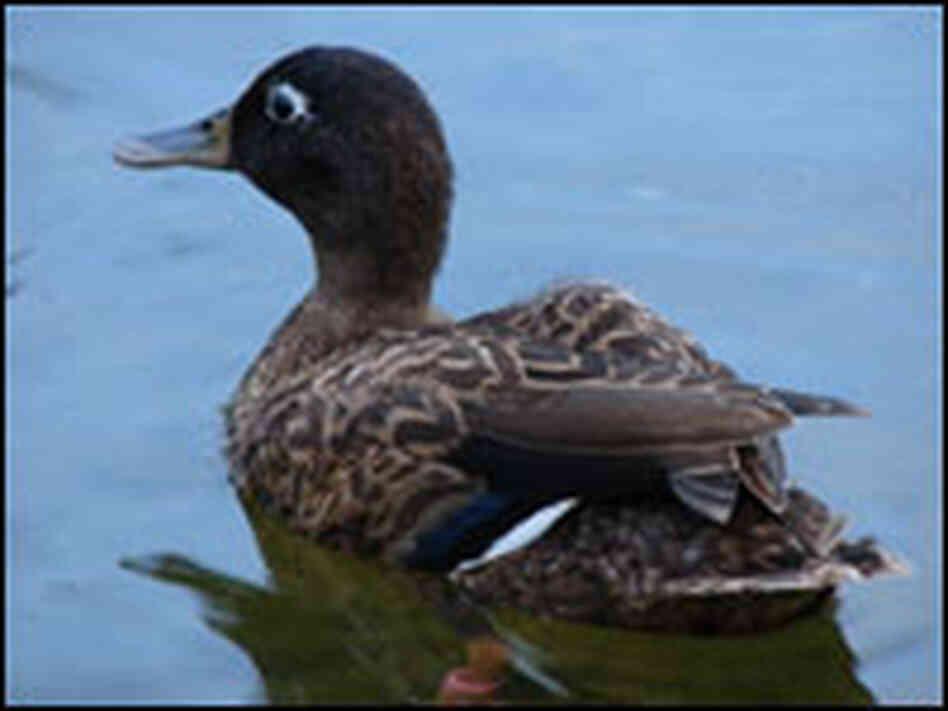 Laysan Duck Laysan Duck