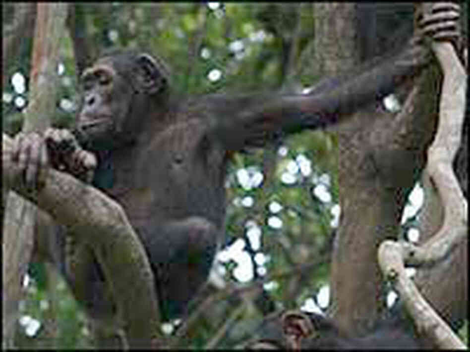 Chimpanzees sitting in a tree.