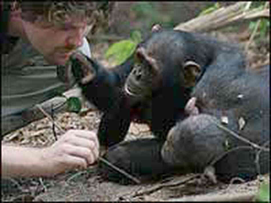 Two chimpanzees watch Brian Hare.
