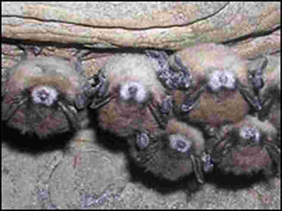 Hibernating Indiana bats show signs of 'white-nose syndrome.'