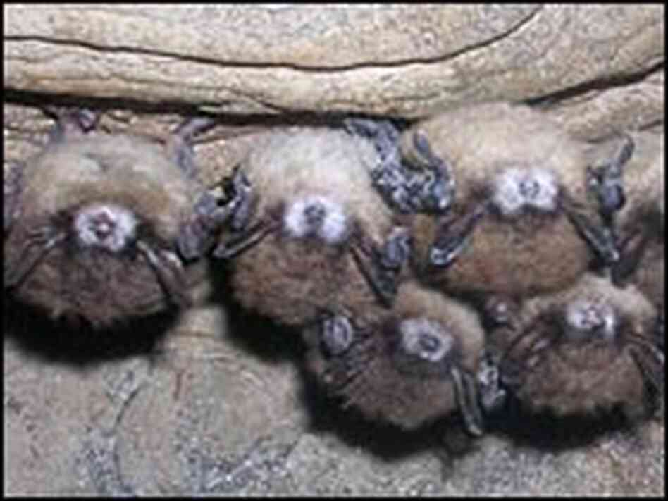 Hibernating Indiana bats show signs of 'white-nose syndrome.'