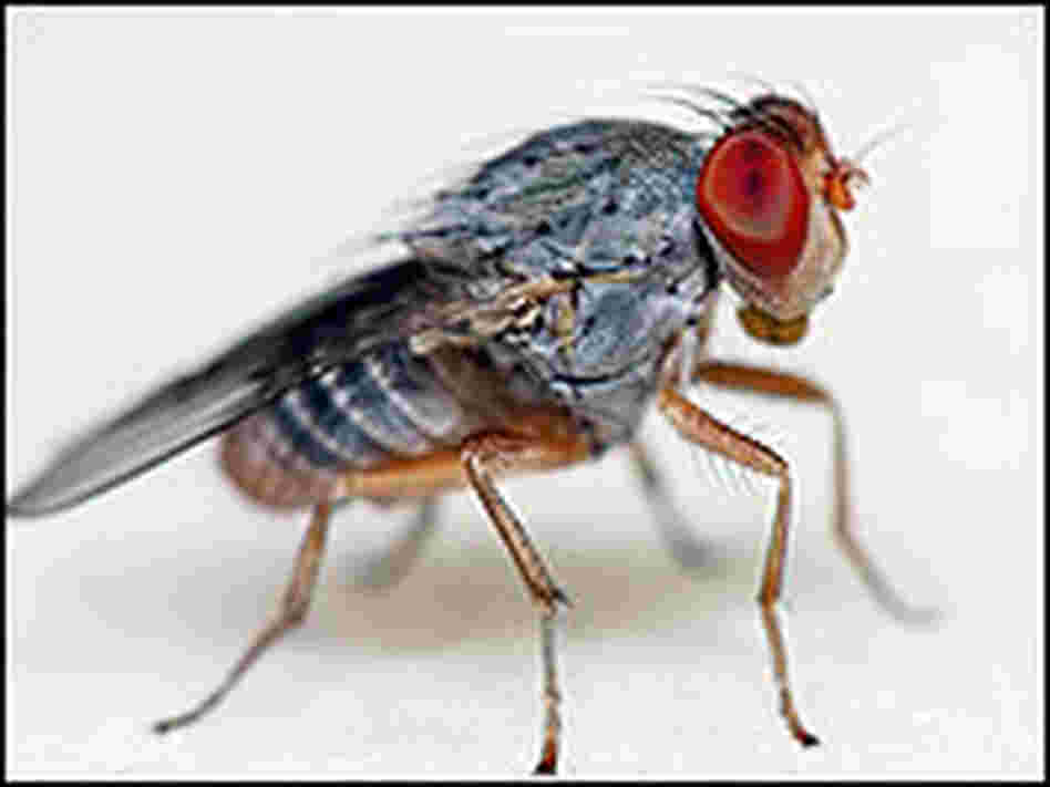 Close-up of a fly Close-up of a fly