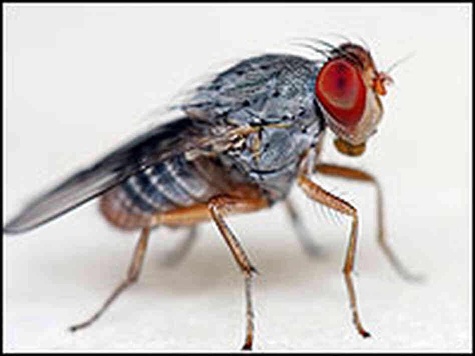 Close-up of a fly Close-up of a fly