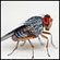 Close-up of a fly. Credit: Chris Knorr/Design Pics/Corbis