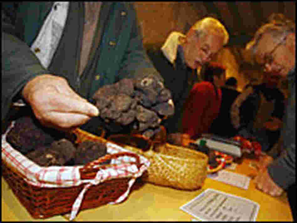 People look at black truffles