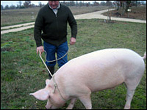 Paul Pinsard hangs on to Kiki, his 300-pound sow, as she sniffs for truffles.