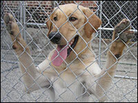 Clyde, a yellow Labrador starring in the upcoming <em>Marley and Me</em>, may soon hit