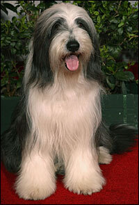 Cole, who co-starred with Tim Allen in <em>The Shaggy Dog</em>, has a mere walk-on part in <em>Hotel for Dogs</em>. His trainer says Cole doesn't mind the billing, as long as the treats keep coming.