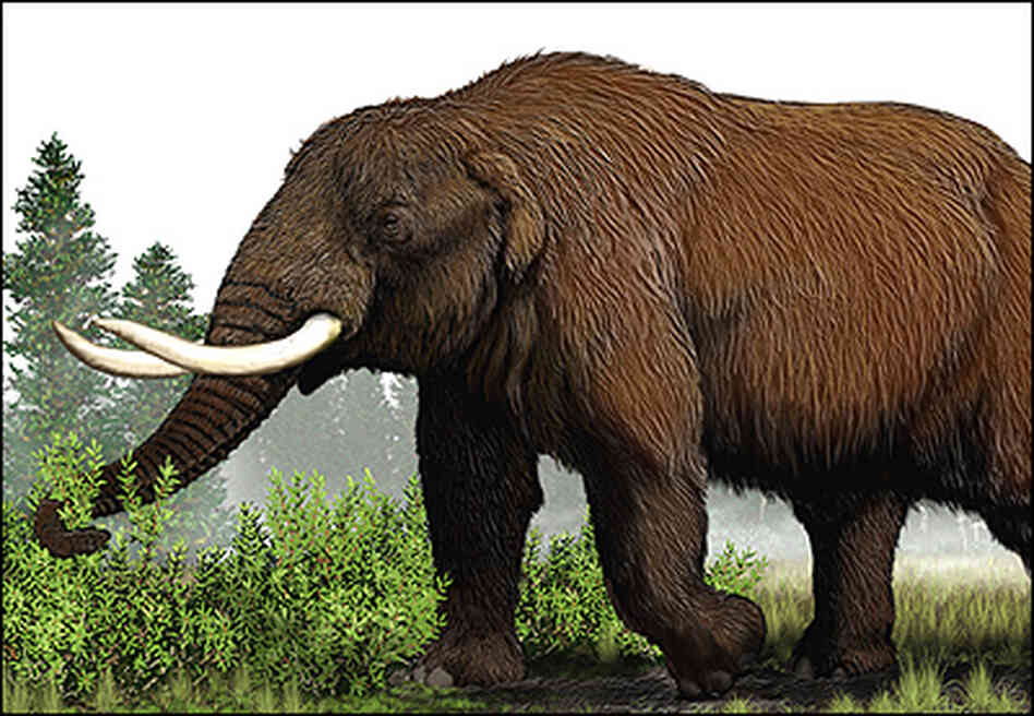 An artist's illustration of a mammoth. An artist's illustration of a mammoth.