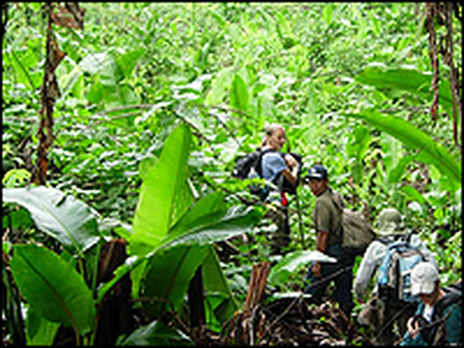 Team entering jungle Team entering jungle