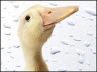 'Fowl Weather' 'Fowl Weather'