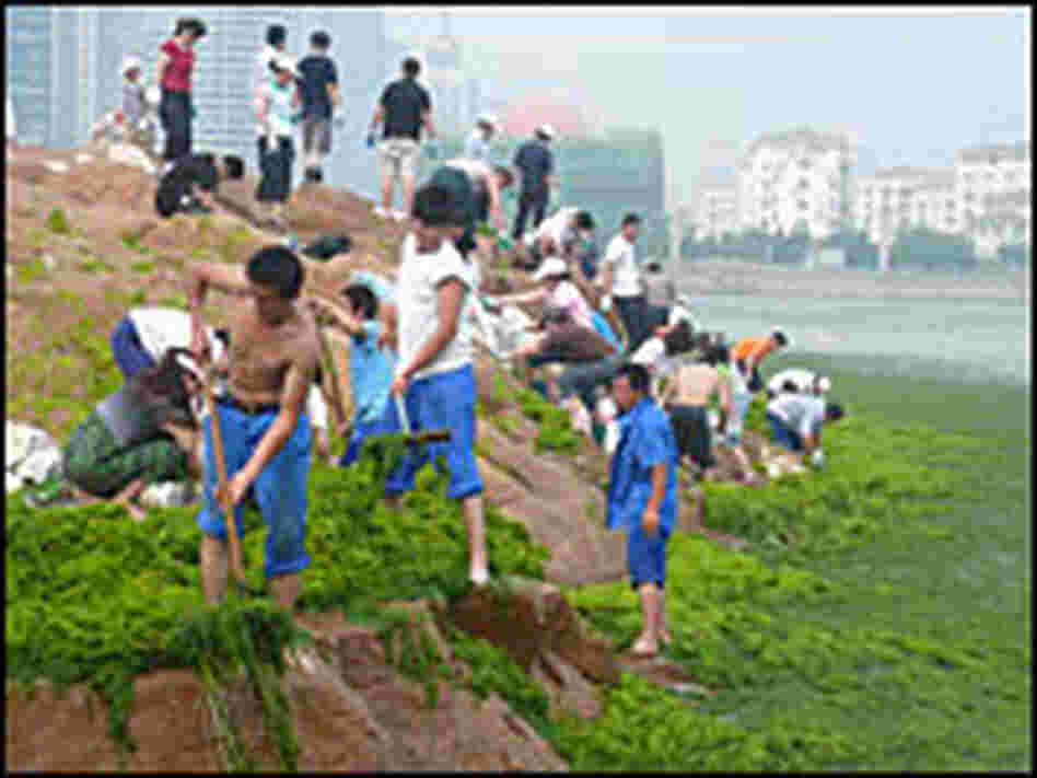 Volunteer force removing algae.