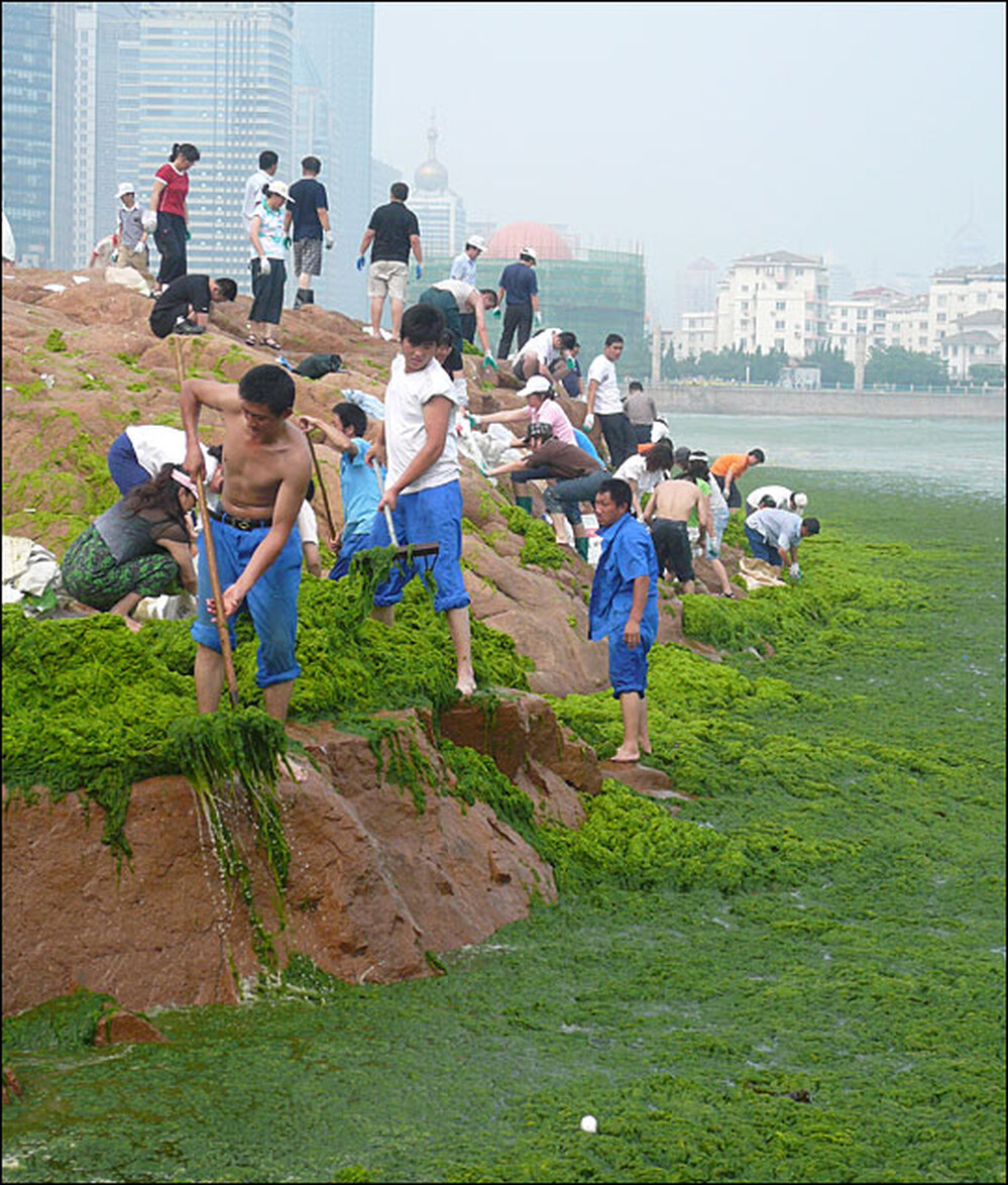 Volunteer force removing algae.