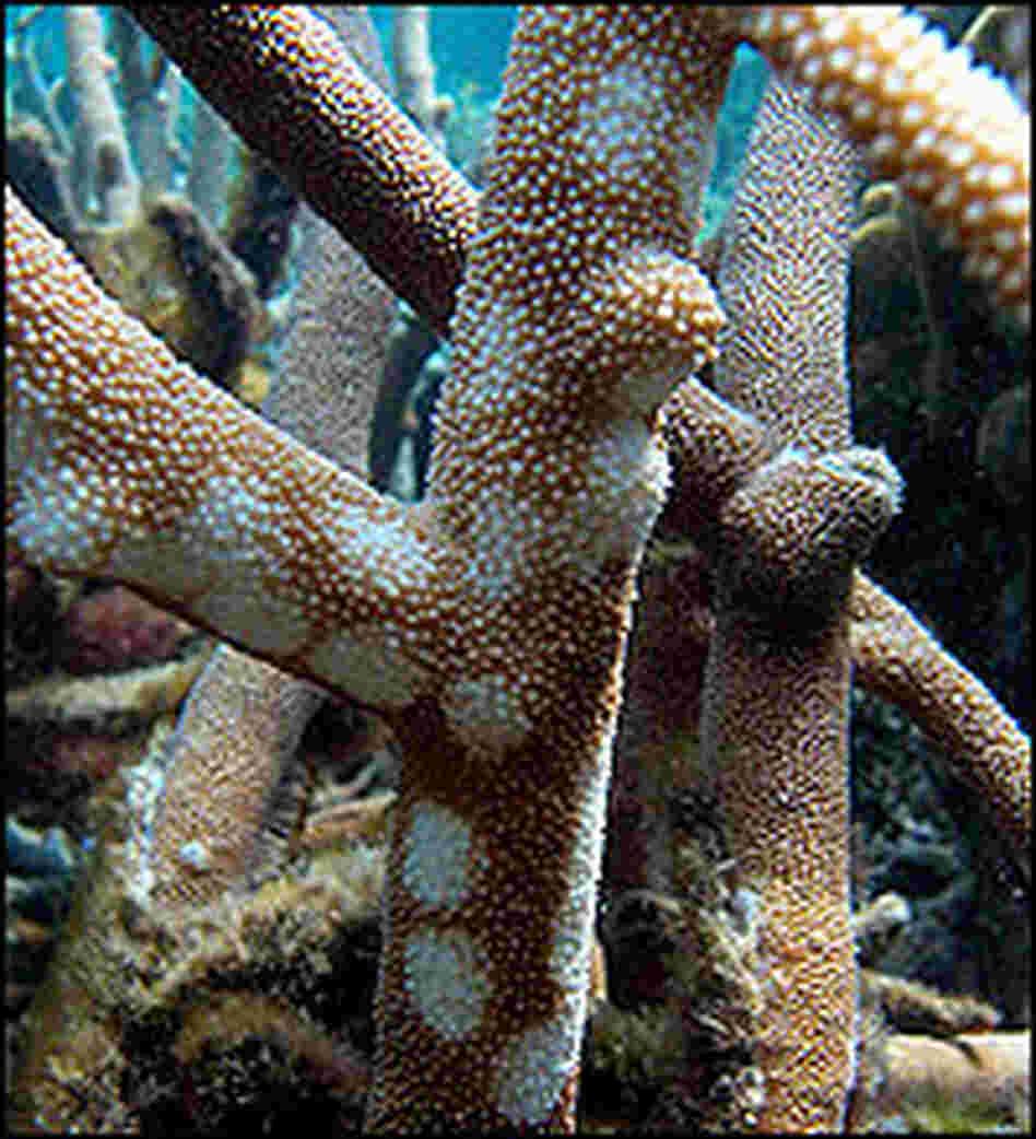 White spots mark areas of disease on a coral in Little Kelso Reef, Great Barrier Reef, Australia