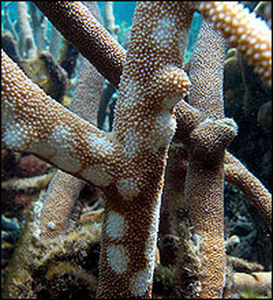 White spots mark areas of disease on a coral in Little Kelso Reef, Great Barrier Reef, Australia