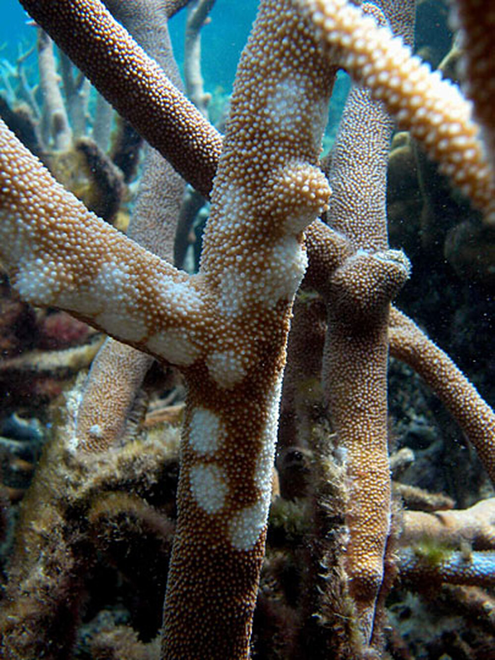White spots mark areas of disease on a coral in Little Kelso Reef, Great Barrier Reef, Australia