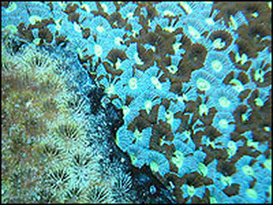 Black band disease spreads across a coral colony at the Great Barrier Reef, Australia.