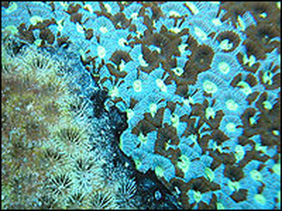 Black band disease spreads across a coral colony at the Great Barrier Reef, Australia.