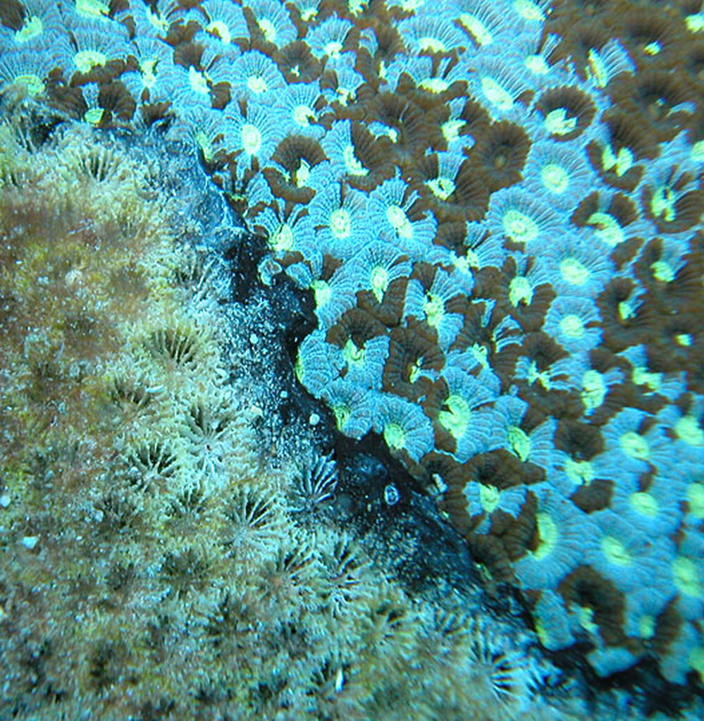 Black band disease spreads across a coral colony at the Great Barrier Reef, Australia.