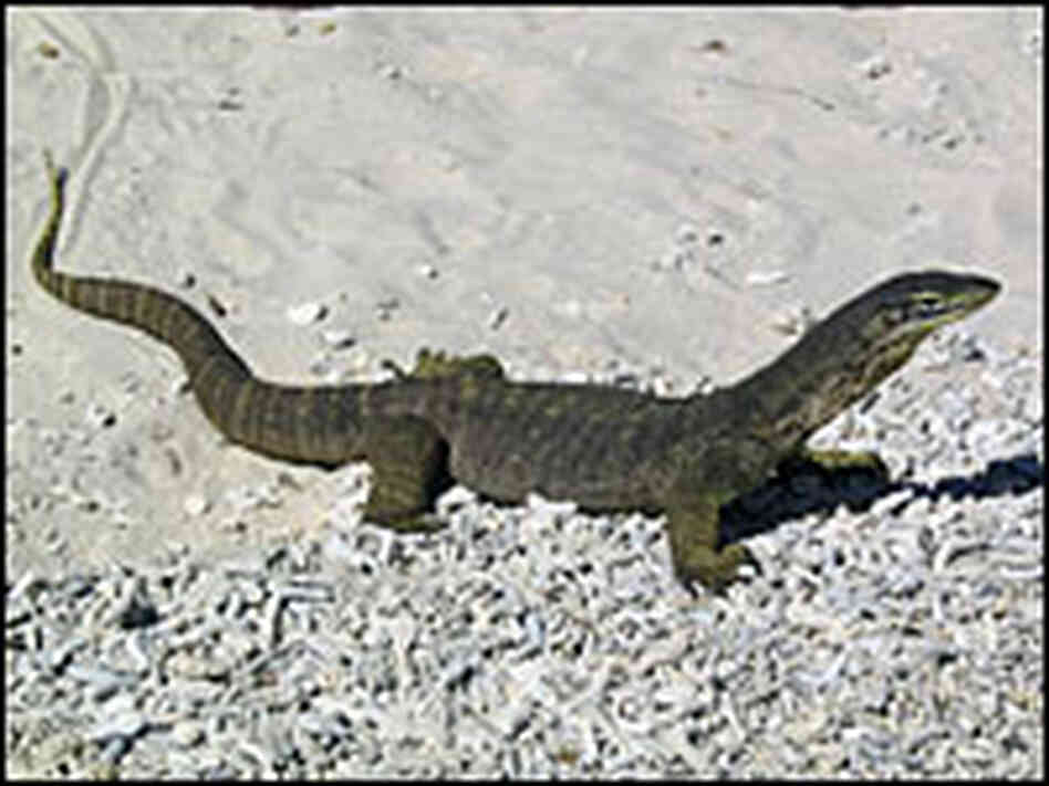 Goanna