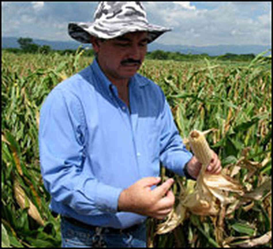 Rodolfo Rubio shows off an ear of genetically engineered corn.