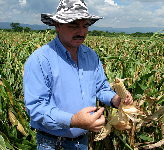Rodolfo Rubio shows off an ear of genetically engineered corn.