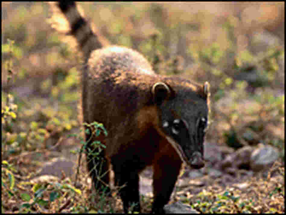 A coatimundi walks through the Pantanal Matogrossense National Park in Brazil. A coatimundi walks through the Pantanal Matogrossense National Park in Brazil.