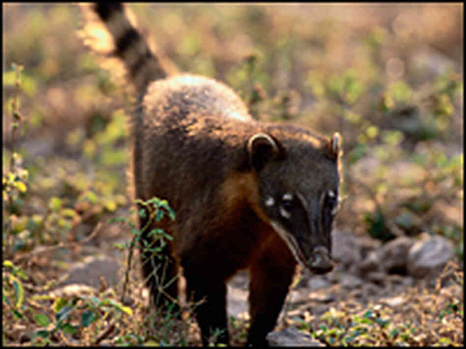 A coatimundi walks through the Pantanal Matogrossense National Park in Brazil. A coatimundi walks through the Pantanal Matogrossense National Park in Brazil.