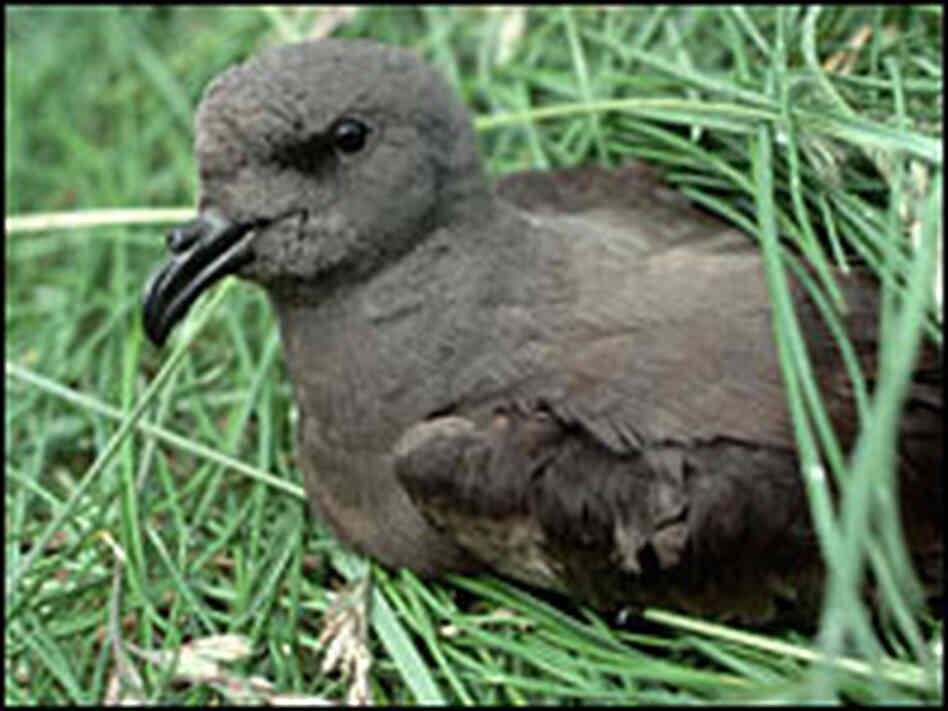 Leach's storm petrel in the grass Leach's storm petrel in the grass