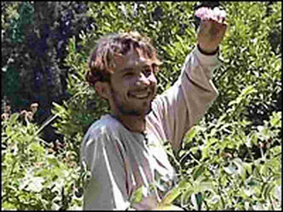 Shafiq Azizi wades through the wreckage of a rose crop near Jalalabad.