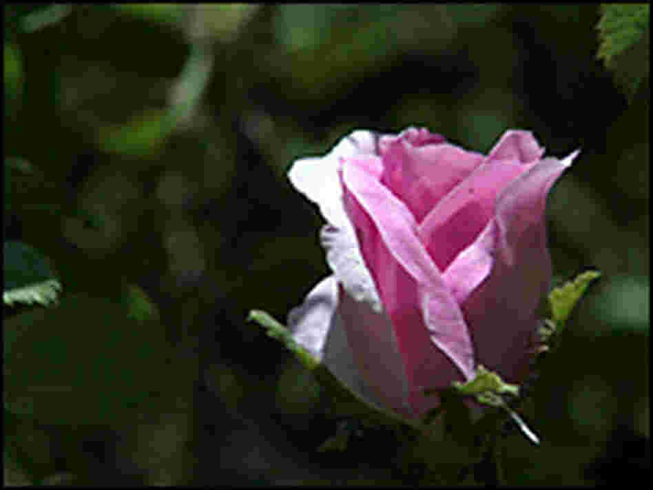 A single rose was all that was left of the roses Azizi planted.
