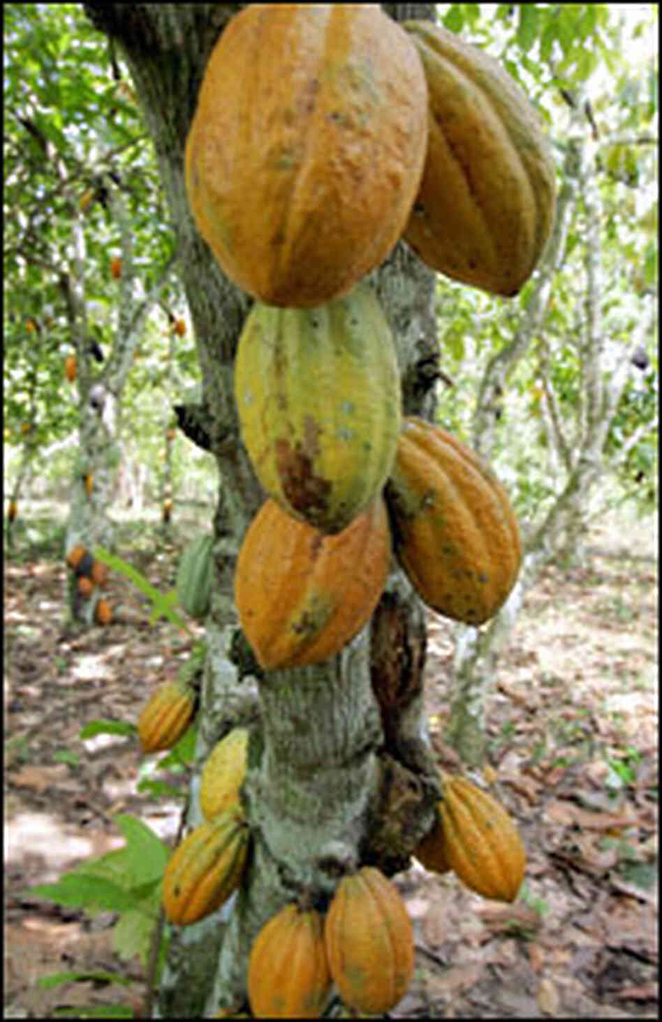 Cacao Tree Image Link Cacao Tree Image Link