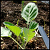 Farms Take Root in Detroit's Foreclosures