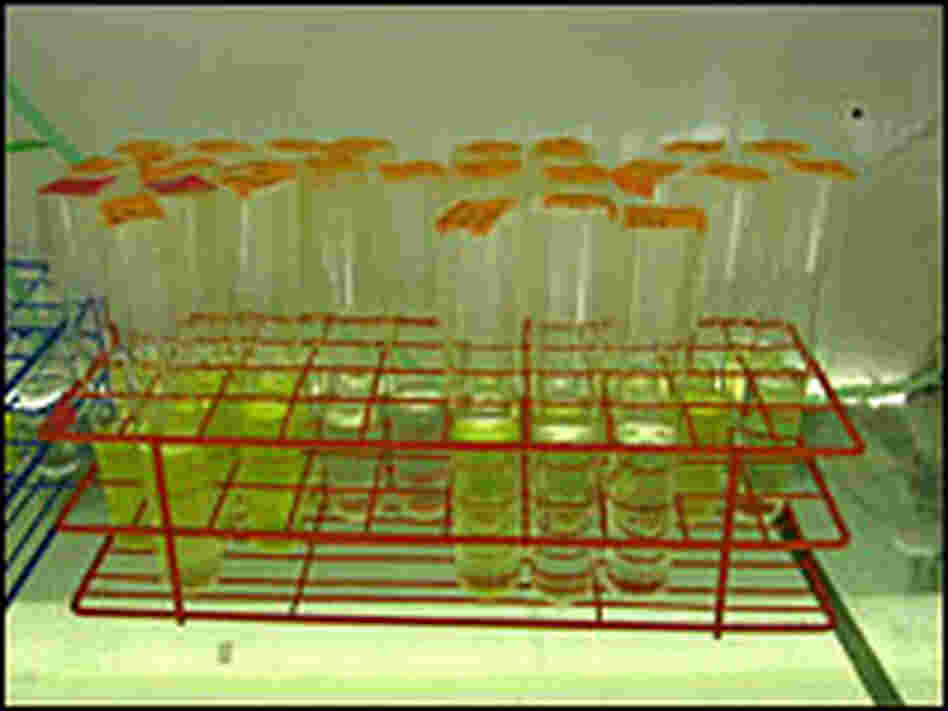Vials of seawater contain hundreds of thousands of Prochlorococcus. Vials of seawater contain hundreds of thousands of Prochlorococcus.