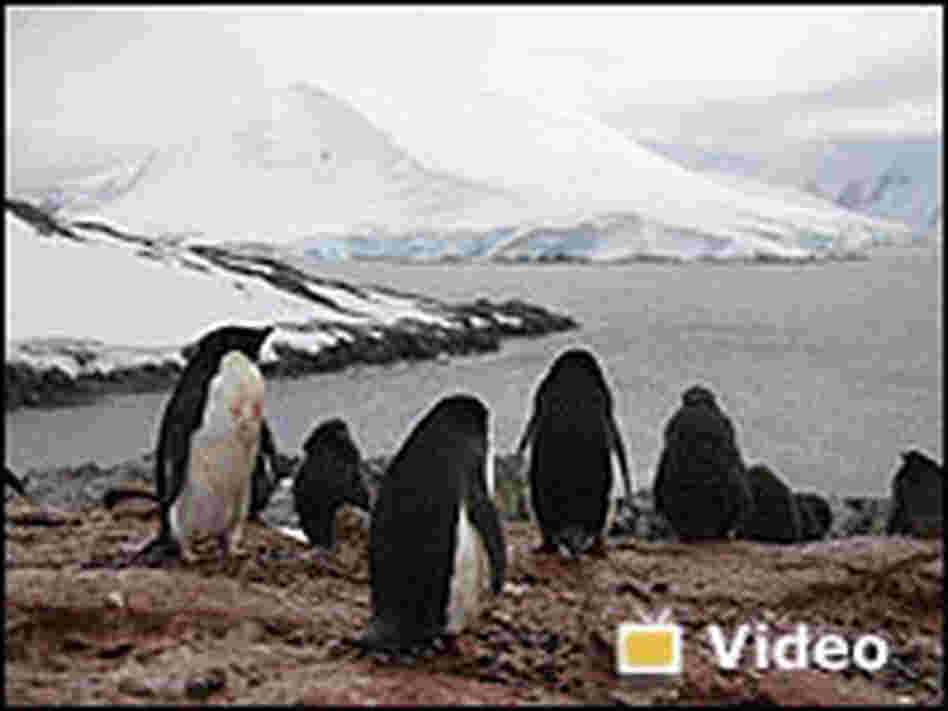 Video: Touring Antarctica