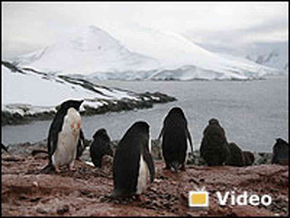Video: Changing Antarctica